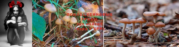 кокс Алзамай